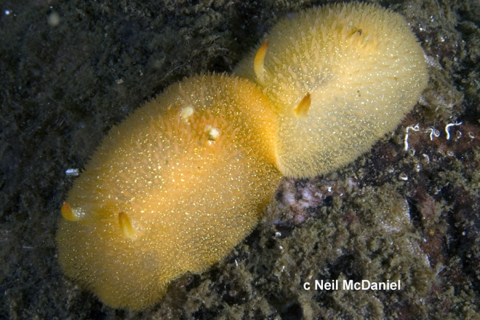 Acanthodoris lutea Acanthodoris lutea