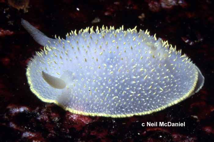 Acanthodoris hudsoni Acanthodoris hudsoni