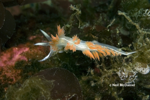 Orienthella trilineata