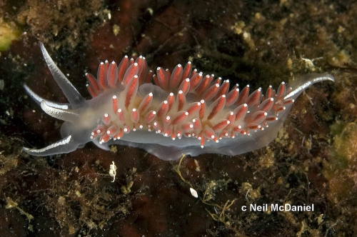 Coryphella verrucosa