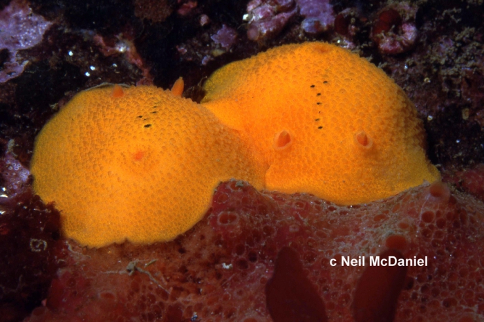Aldisa cooperi Aldisa cooperi