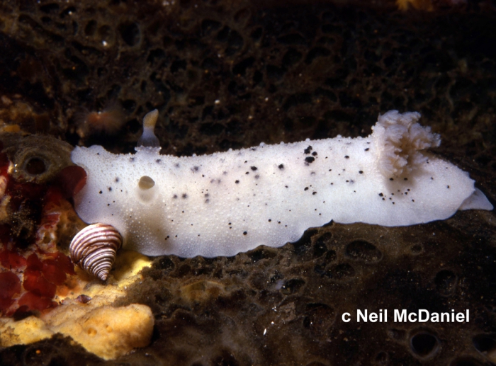 Geitodoris heathi Geitodoris heathi