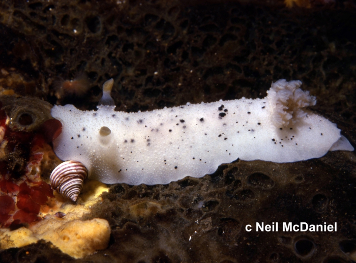 Geitodoris heathi