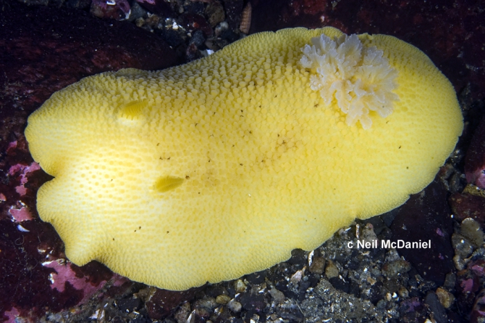 Peltodoris nobilis