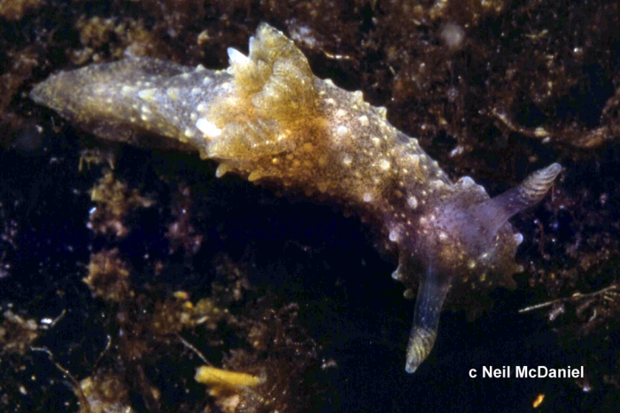 Palio dubia Palio dubia