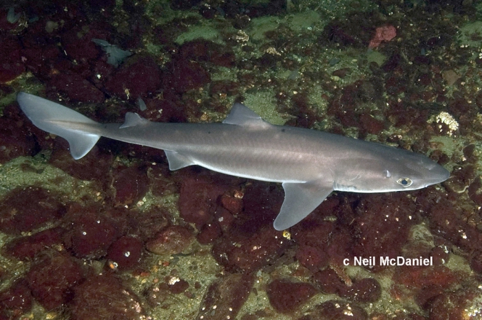 Squalus suckleyi Squalus suckleyi