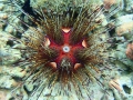 Echinodermata (echinoderms)