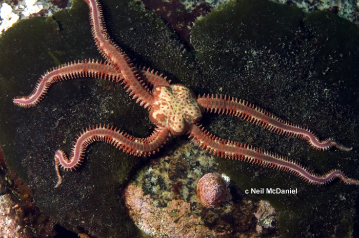 Ophiopholis kennerlyi Ophiopholis kennerlyi