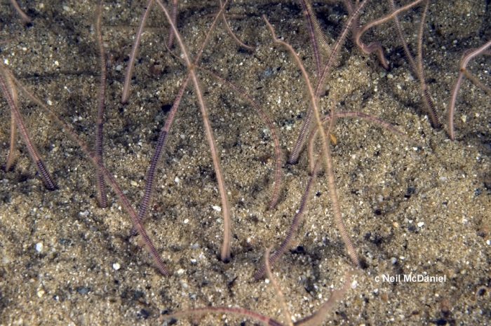 Amphiodia periercta Amphiodia periercta