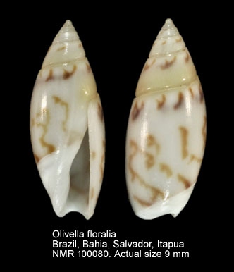 Olivella floralia