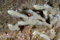 Porifera (sponges)