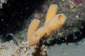 Porifera (sponges)