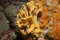 Porifera (sponges)