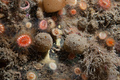 Porifera (sponges)