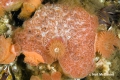 Tunicata (sea squirts)