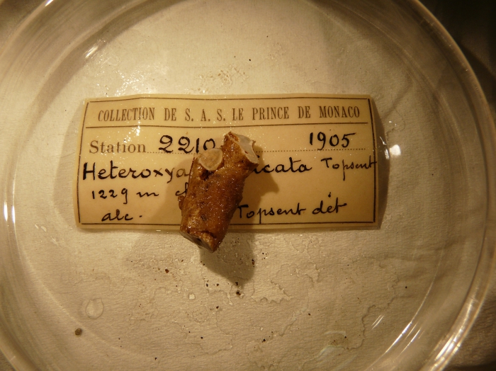 Heteroxya corticata Heteroxya corticata
