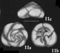 Chromista - Foraminifera (foraminifers)