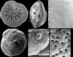 Chromista - Foraminifera (foraminifers)