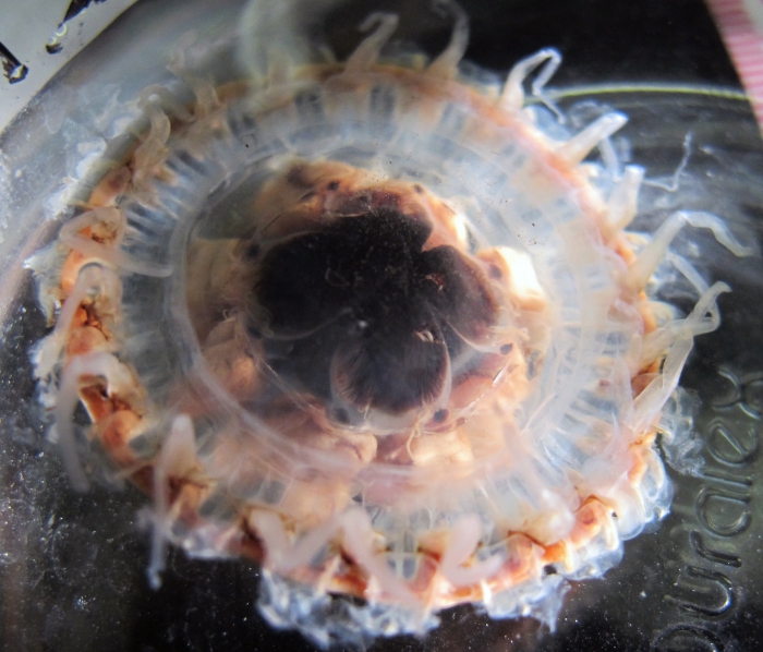 adult medusa, preserved, dark background