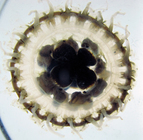 adult medusa, preserved, white background
