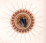 Original drawing from Vanhöffen