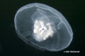 Scyphozoa (jelly fish)