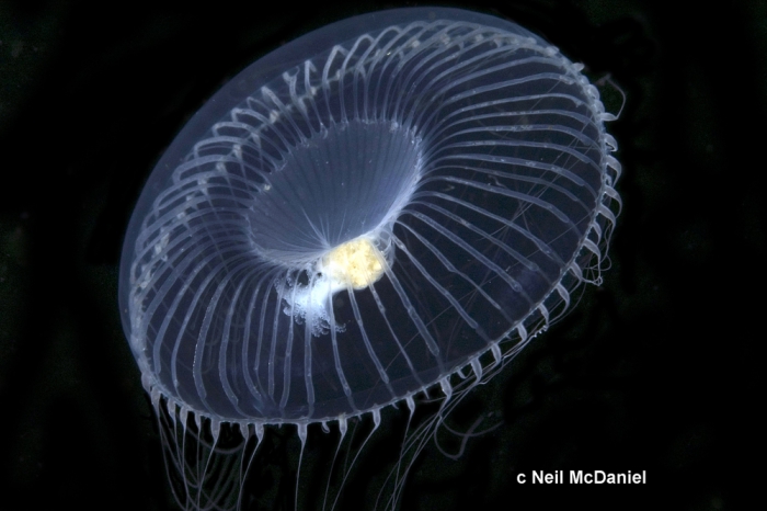 Aequorea victoria Aequorea victoria