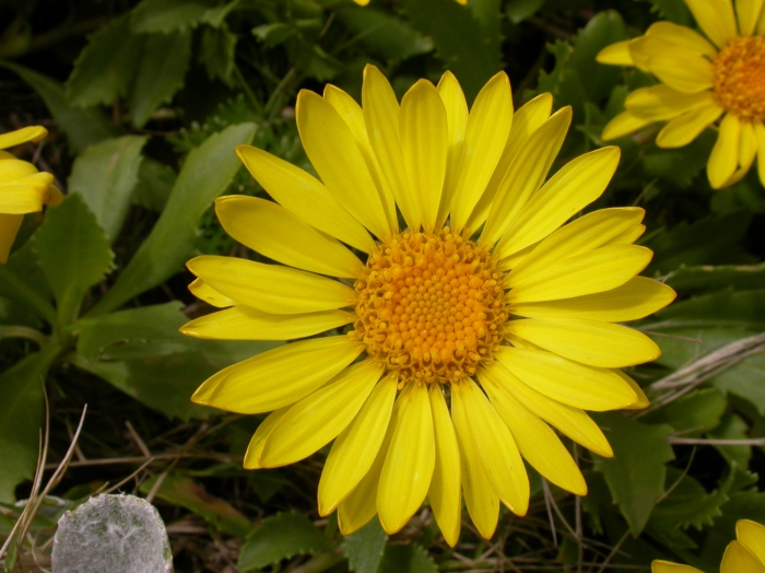 Capitulum of Grindelia orientalis Capitulum of Grindelia orientalis