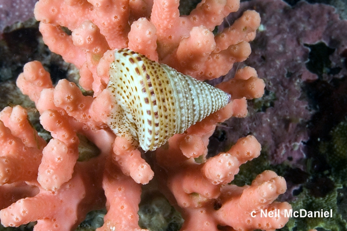 Calliostoma variegatum Calliostoma variegatum