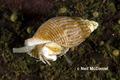 Mollusca (molluscs)