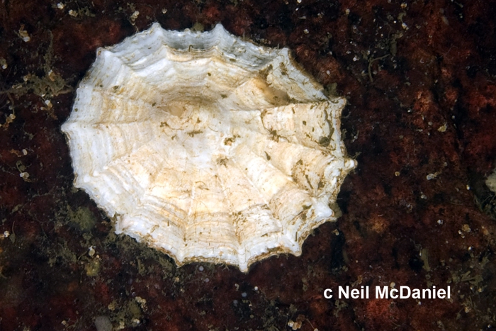 Puncturella cucullata Puncturella cucullata