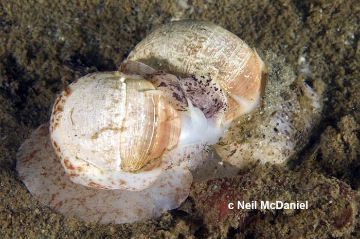 Cryptonatica aleutica Cryptonatica aleutica