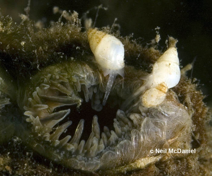Odostomia tenuisculpta Odostomia tenuisculpta