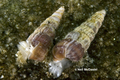 Mollusca (molluscs)