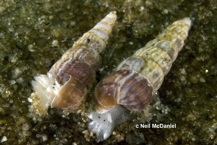 Turbonilla lordii Turbonilla lordii