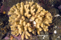 Bryozoa (moss animals)