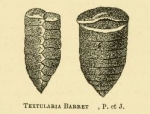 Textularia barrettii Jones & Parker, 1876