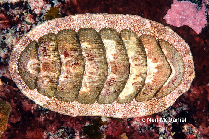 Lepidozona mertensii