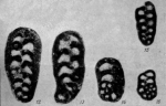 Spiroplectammina conspecta Reitlinger, 1950