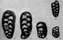 Spiroplectammina conspecta Reitlinger, 1950