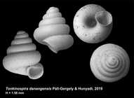 Tonkinospira danangensis Páll-Gergely & Hunyadi, 2019