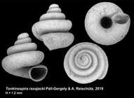 Tonkinospira raxajacki Páll-Gergely & A. Reischütz, 2019