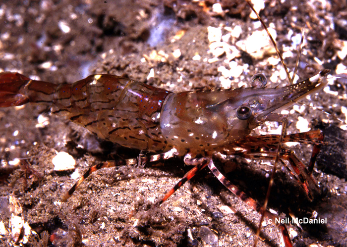 Pandalus danae Pandalus danae