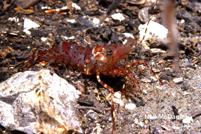 Pandalus stenolepis