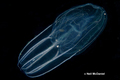 Ctenophora (sea gooseberries)