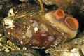 Mollusca (molluscs)