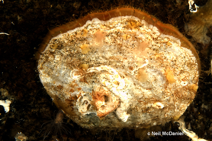 Pododesmus macrochisma Pododesmus macrochisma