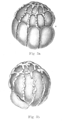 Rotaliatina globosa Yabe & Asano, 1937 Rotaliatina globosa Yabe & Asano, 1937
