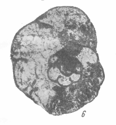 Janischewskina typica Mikhailov, 1939 Janischewskina typica Mikhailov, 1939