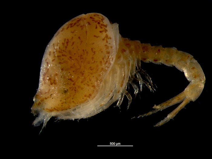 Campylaspis rubicunda